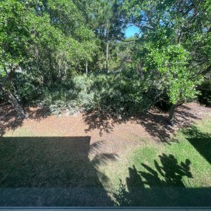backyard view from upstairs.jpg