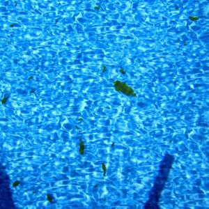 Algea 2 (800x608).jpg