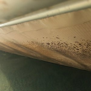 black algae 2.jpg