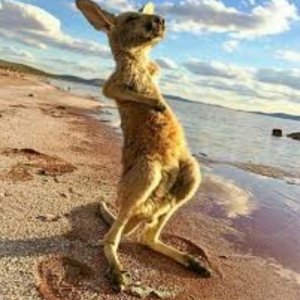 Kangaroo Passed SLAM