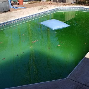 Uncle Ven's Green Pool