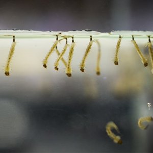 mosquito-larvae-in-water.jpg