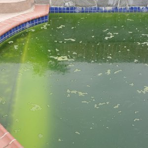 Green pool.jpg