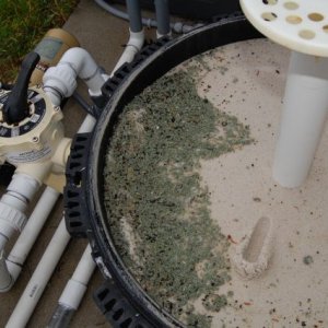 5950 6_02  inspect filter after backwash find green matter 6x4.JPG