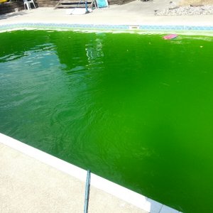 algae pool 2.jpg