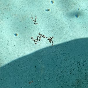 pool.ants.2.jpg