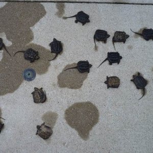 turtle1.jpg