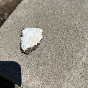 IMG_5254 Medium.jpeg