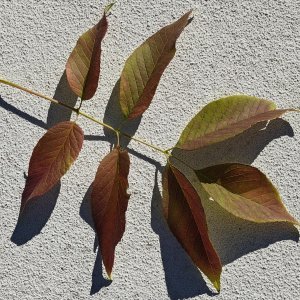 Leaf Group.jpg