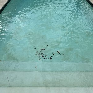 IMG_6087.jpeg