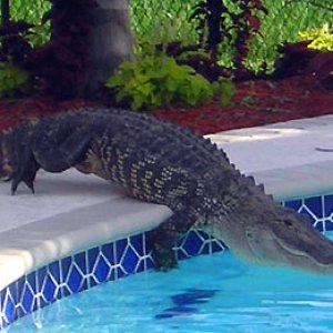 alligators-in-pool.jpg