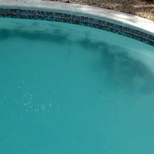 pool-algae-01.jpg