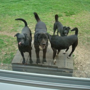 Our three mutts with Justin\'s mutt.jpg
