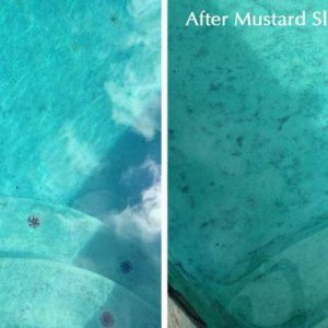 pool-before-after-mustard-slam.jpg