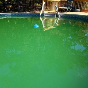 algae pool.jpg