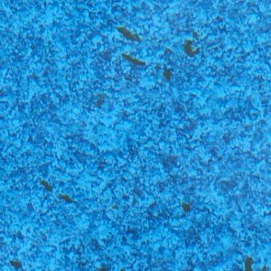 mustard_algae.jpg