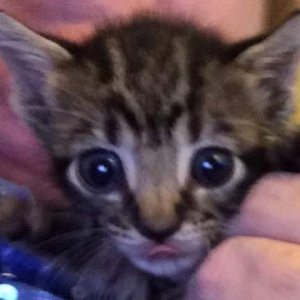 Kitten Costello.jpg
