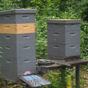 hives-1_6-09.JPG