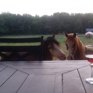 flirt and red  - wine deep creek welsh ponies.jpg