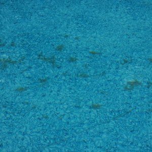 pool algae 2.jpg
