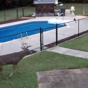 deer.jpg