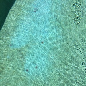 poolstain.JPG