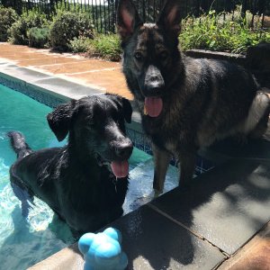 PoolPups.jpg