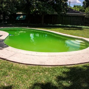 pool_algae_3a.jpg