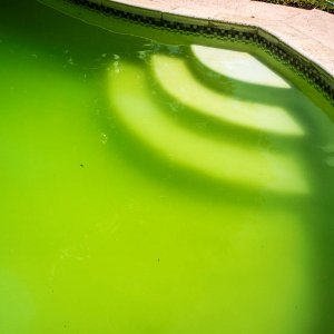 pool_algae_4a.jpg