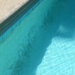 Black Algae.JPG