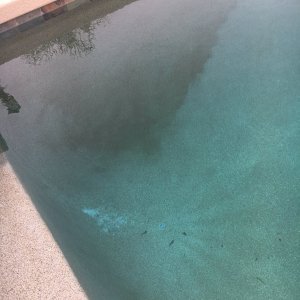 pool algae pebbletech.JPG