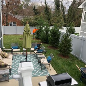 treemoving1.jpg
