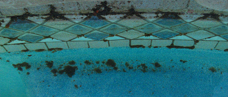 Pictures of Black Algae in Pool