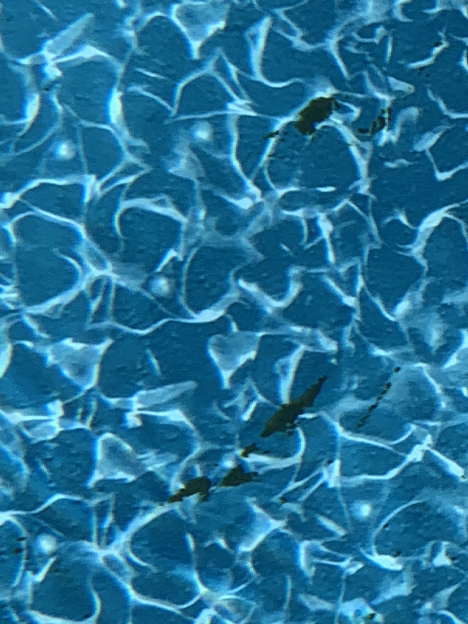 00E33690-7AA4-42A5-8479-2EED717F9810.jpeg