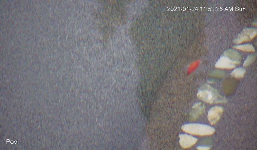 2021-01-24 11-51-37 Pool.jpg