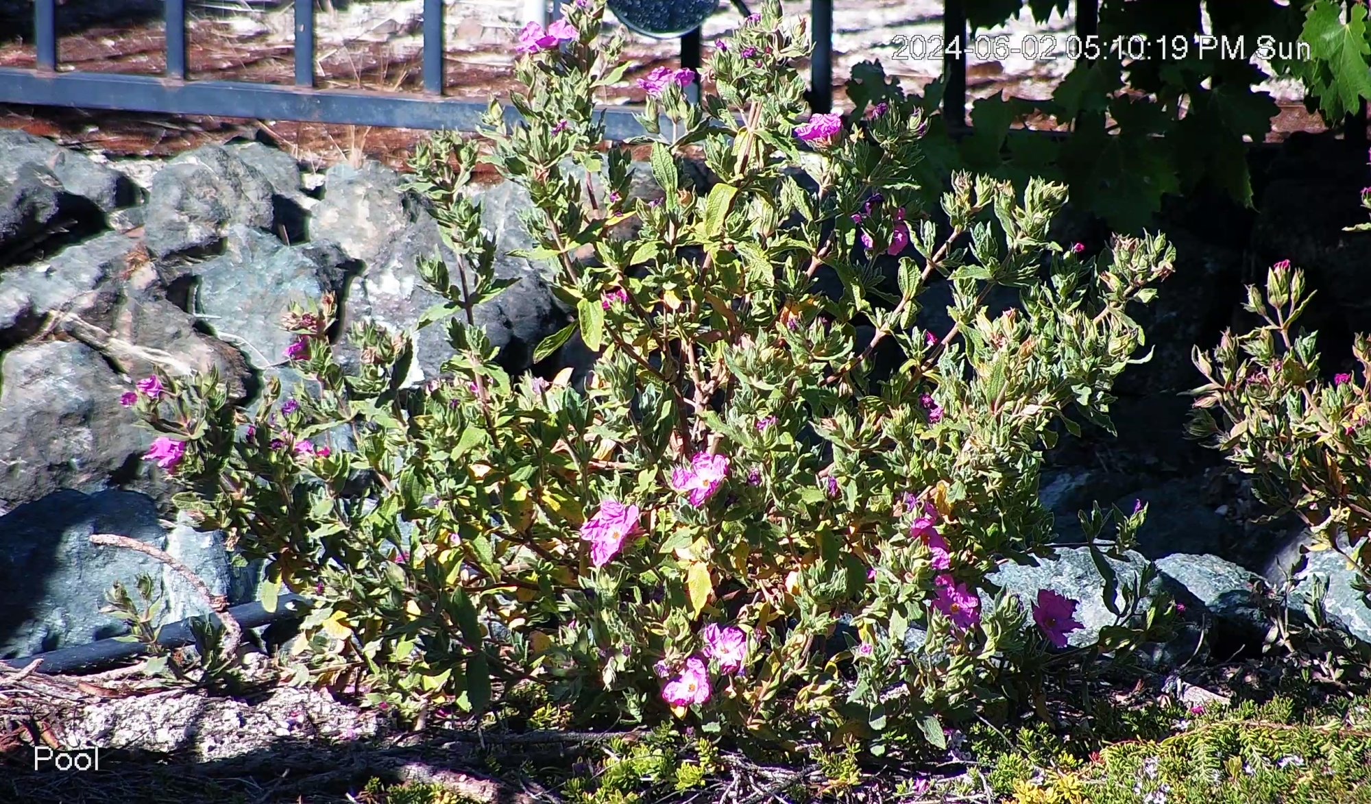 2024-06-02 17-10-12 Pool.jpg