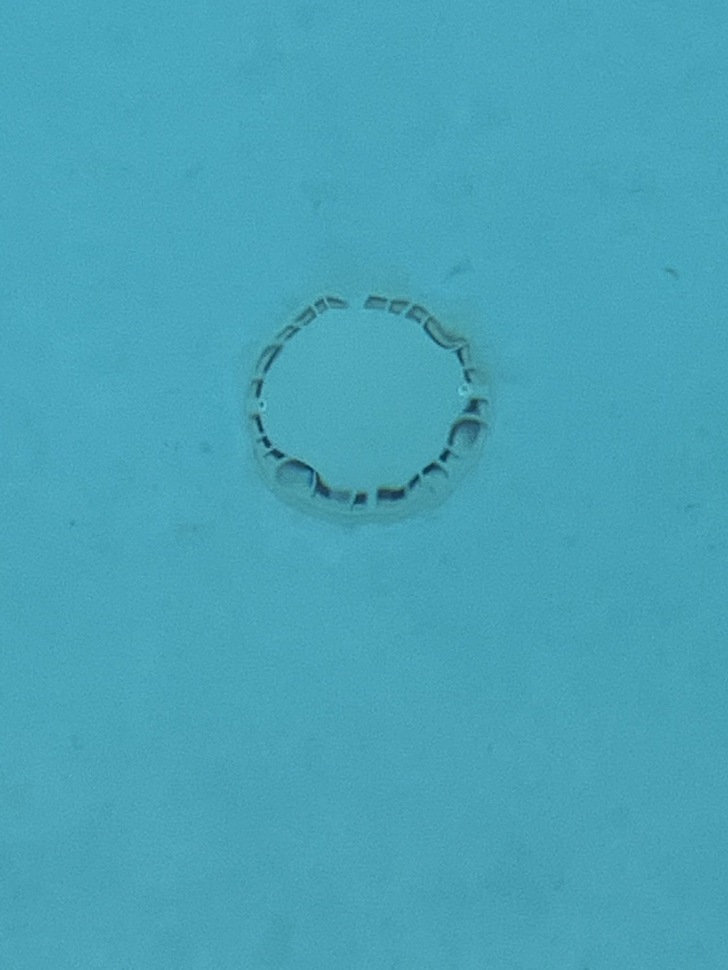 39242D6E-9BA2-49CC-AD6C-A4D482B65910.jpeg