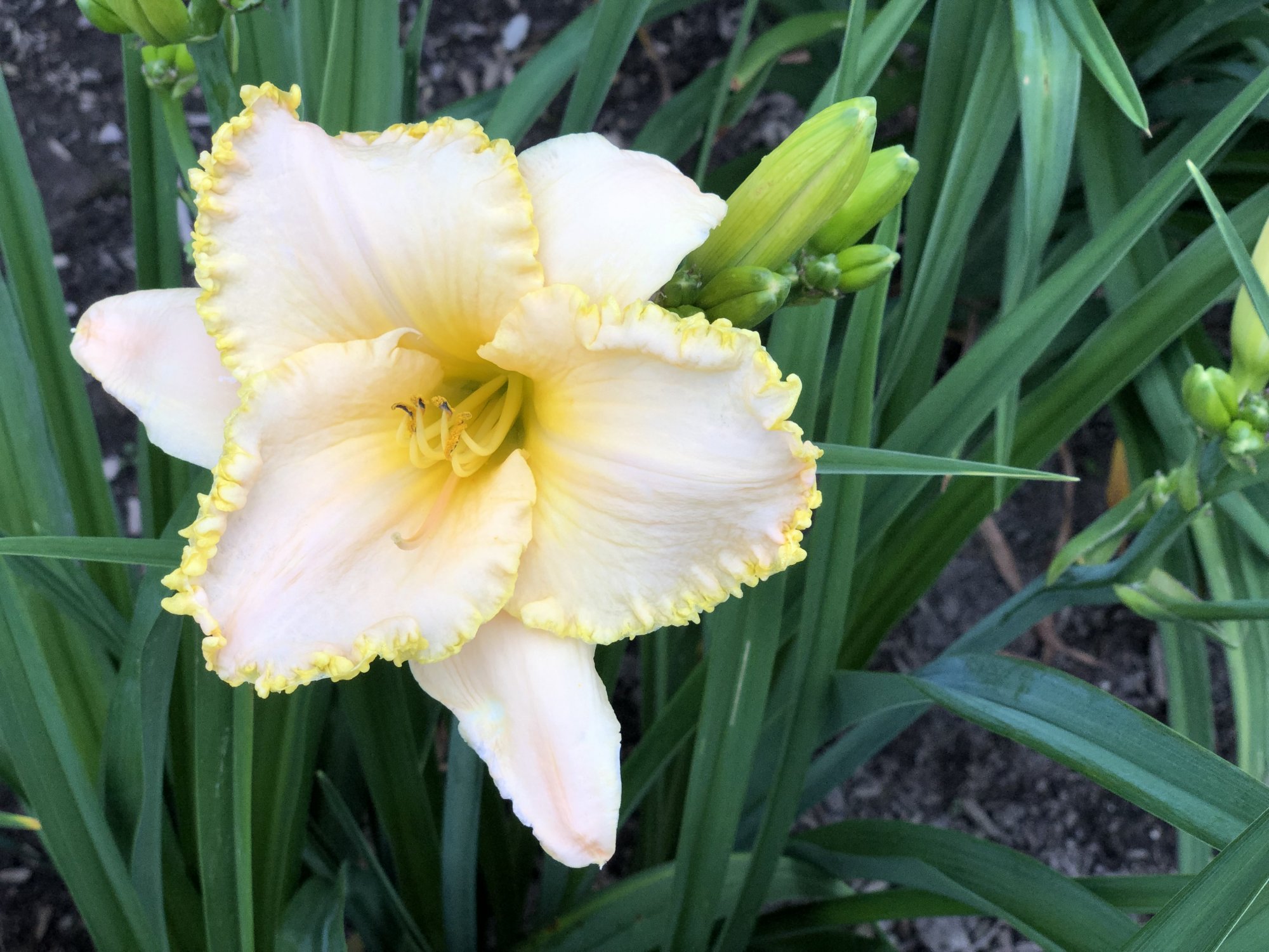7907F3FD-C59B-4AFA-916C-353FCDCA61DA.jpeg