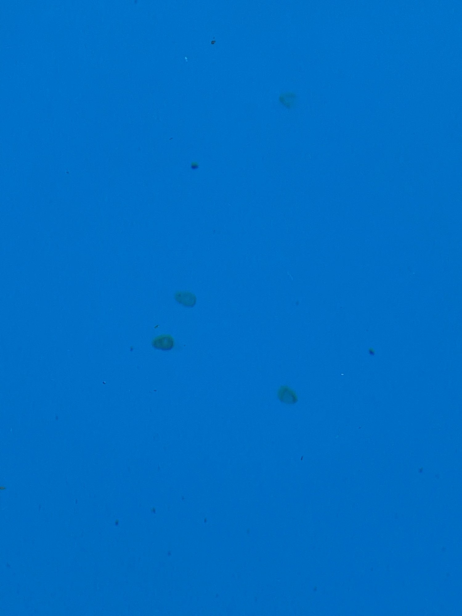 A859BE39-9DB3-4F63-A789-FA230F1DBEE0.jpeg