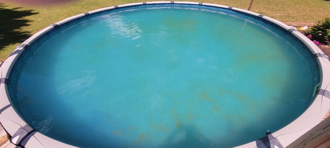 algae-1.jpg