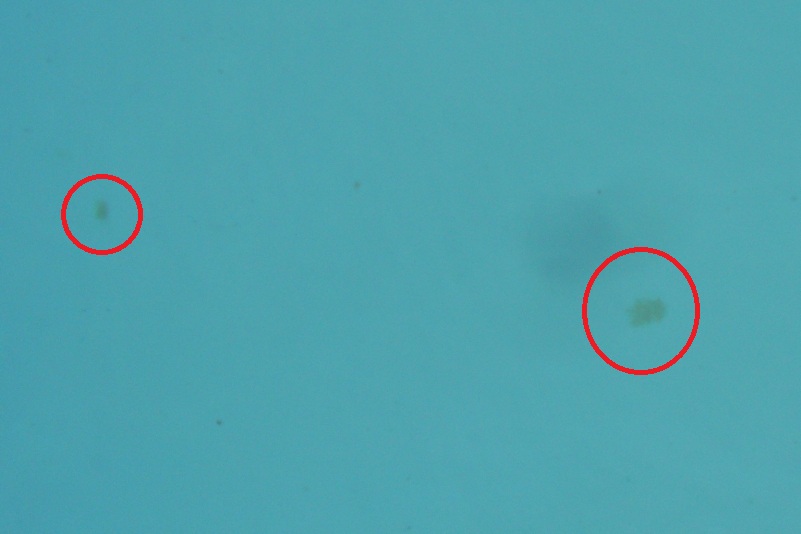 Algae 1.jpg