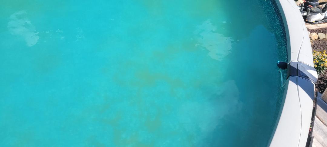 algae-2.jpg