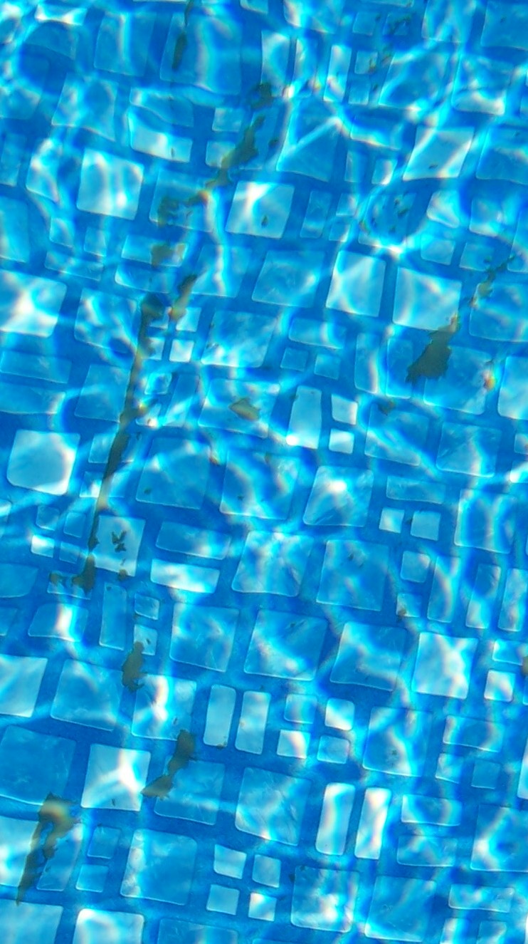 Algae 4.jpg