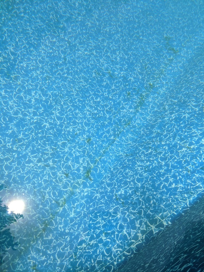 Algae.jpg