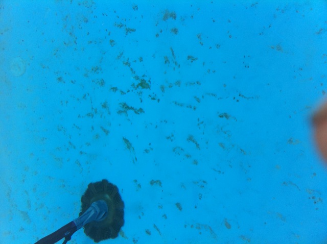 algae.JPG