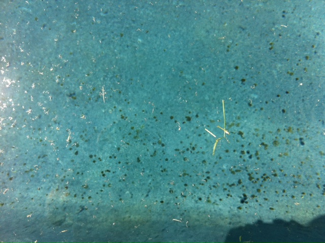 algae.JPG