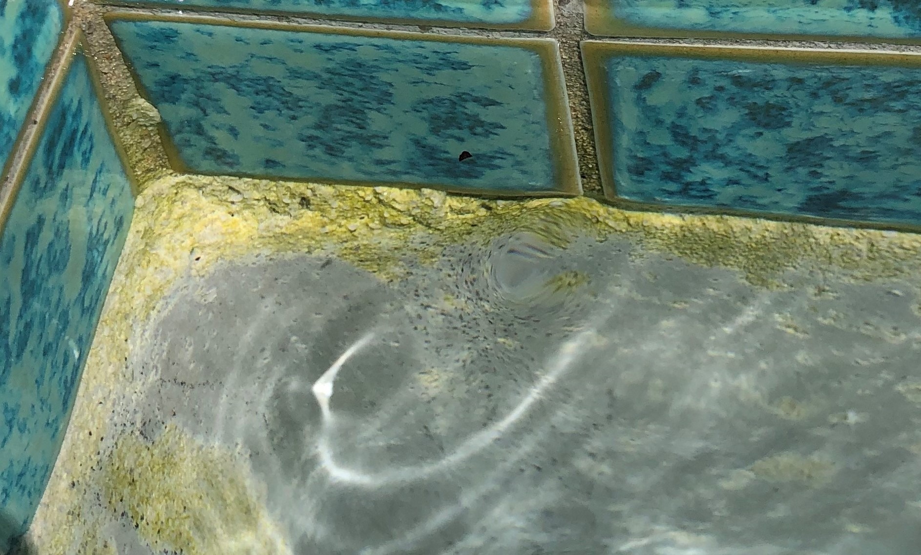 Algae.jpg