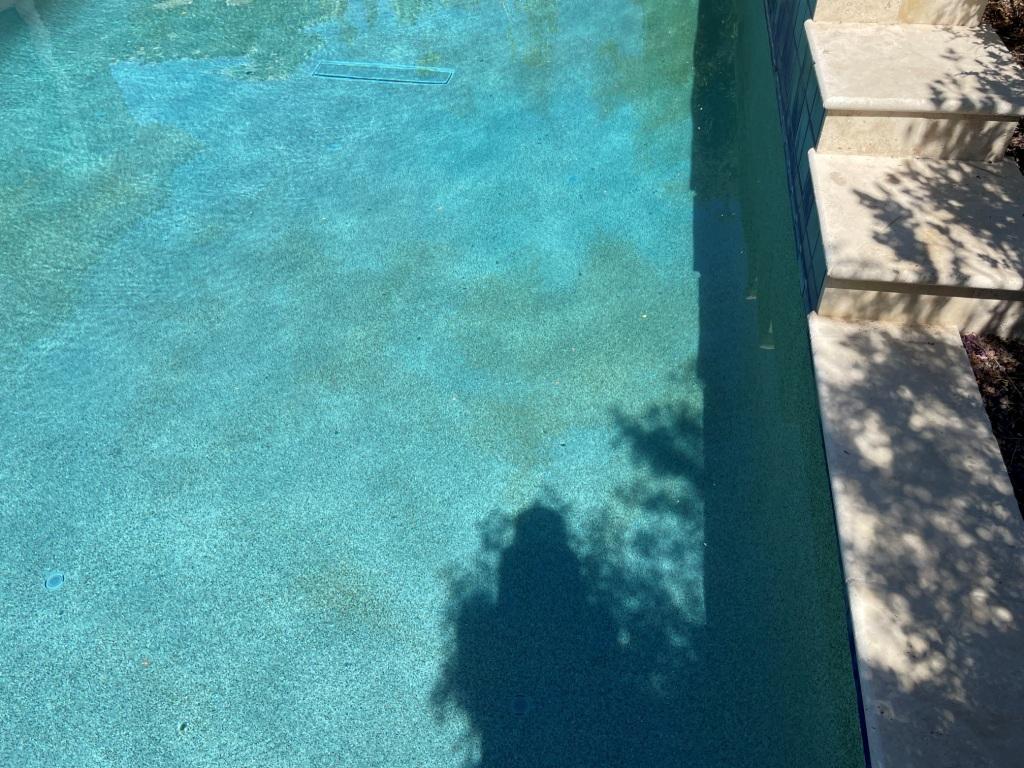 algae.JPG