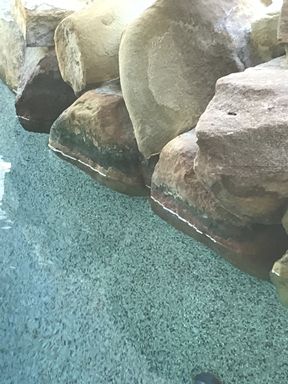 Algae on moss rock