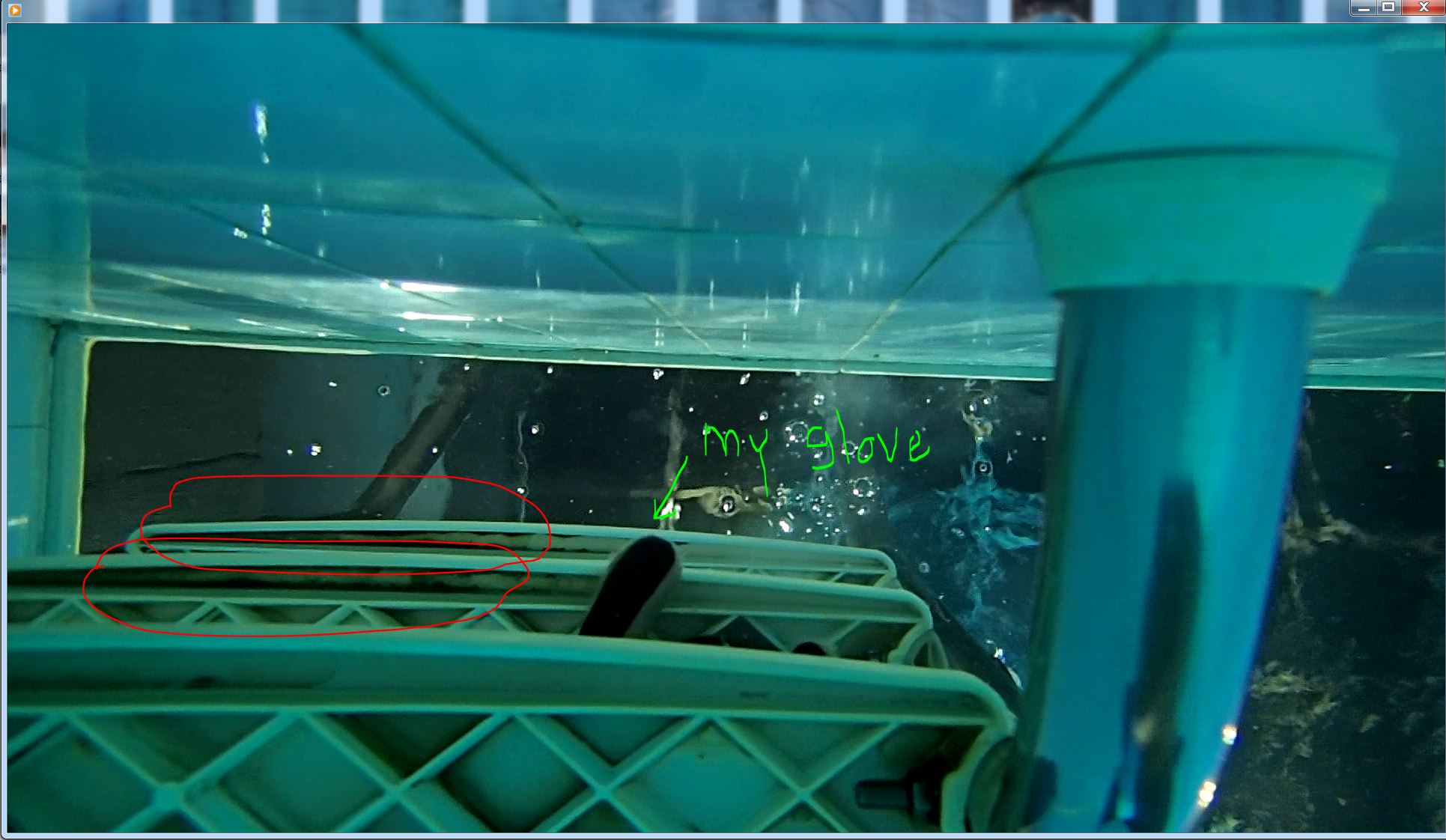algae under the ladder steps.JPG